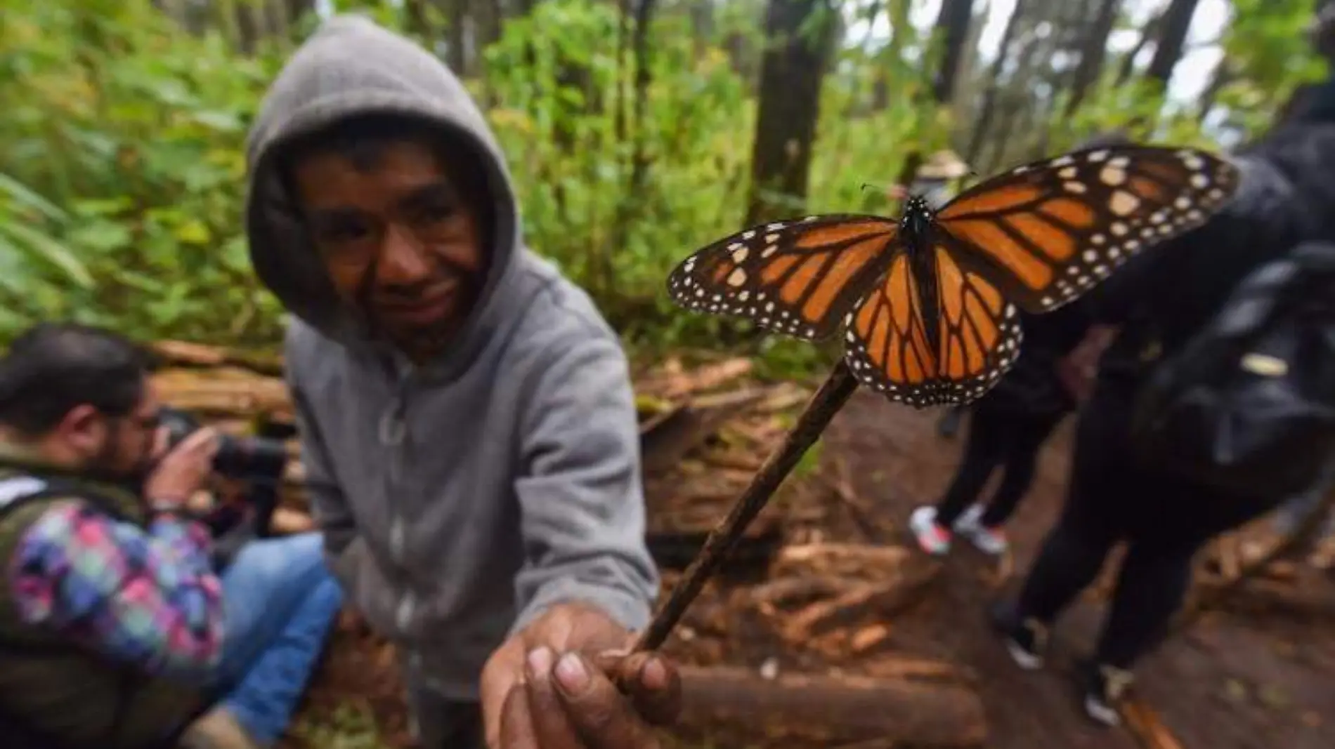 mariposa monarca